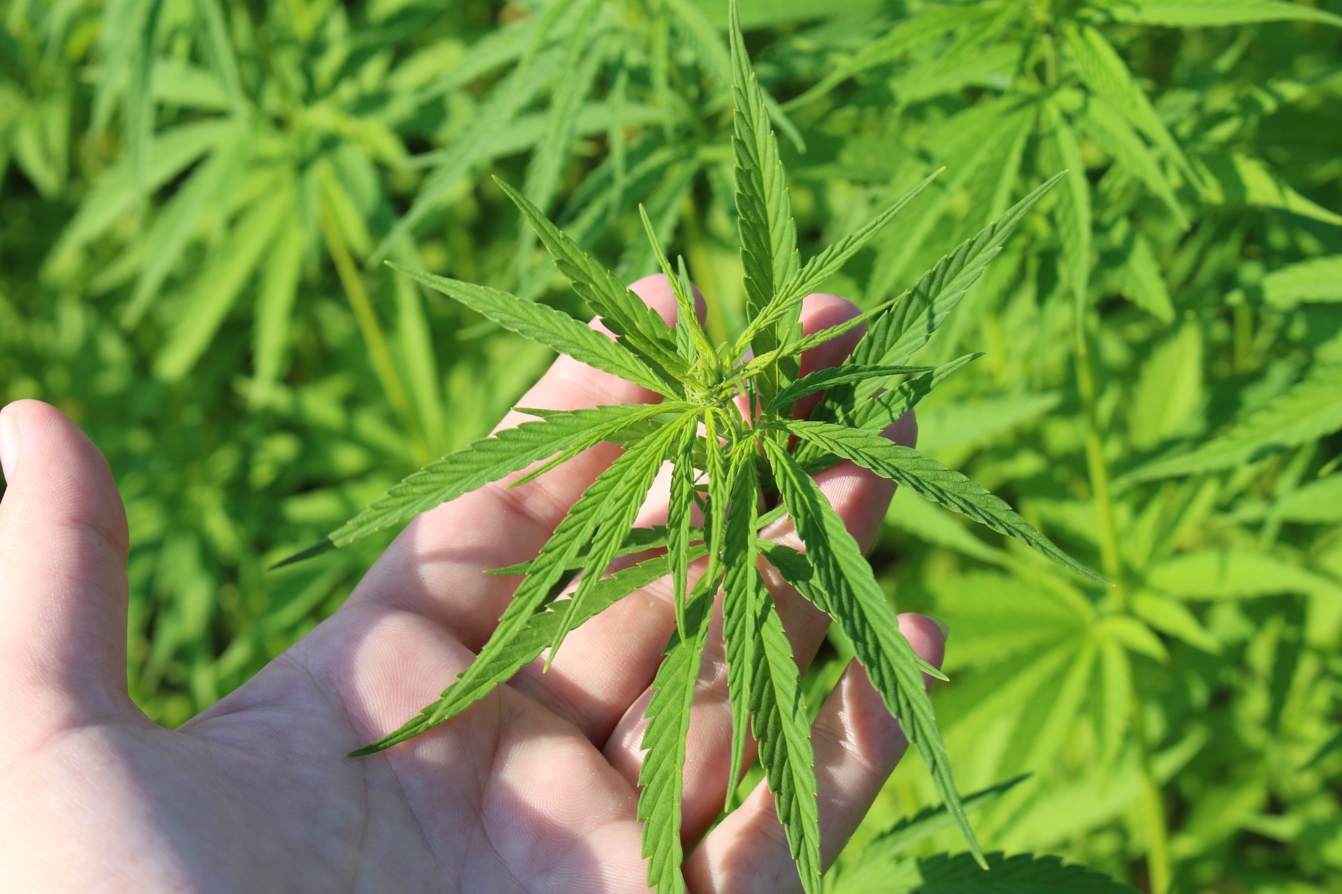 hemp-plant-3661210_1920